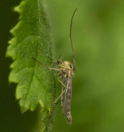 Réf. 356 316 : Chironomus sp.